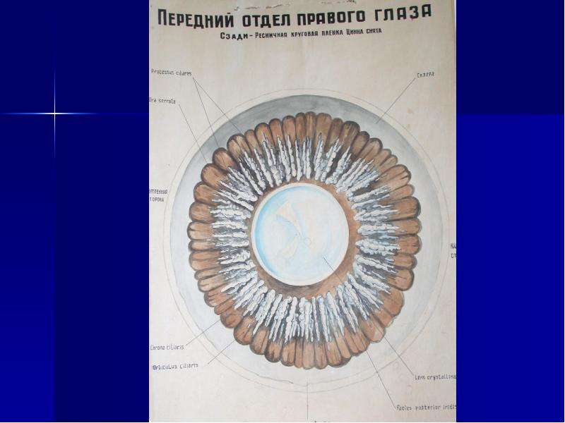 Презентация патология сосудистого тракта