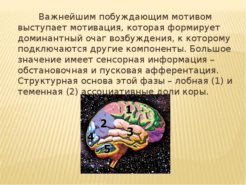 Архитектура целостного поведенческого акта с точки зрения теории функциональной системы п к анохина