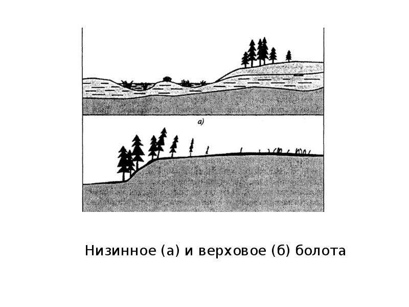 Образование болот схема