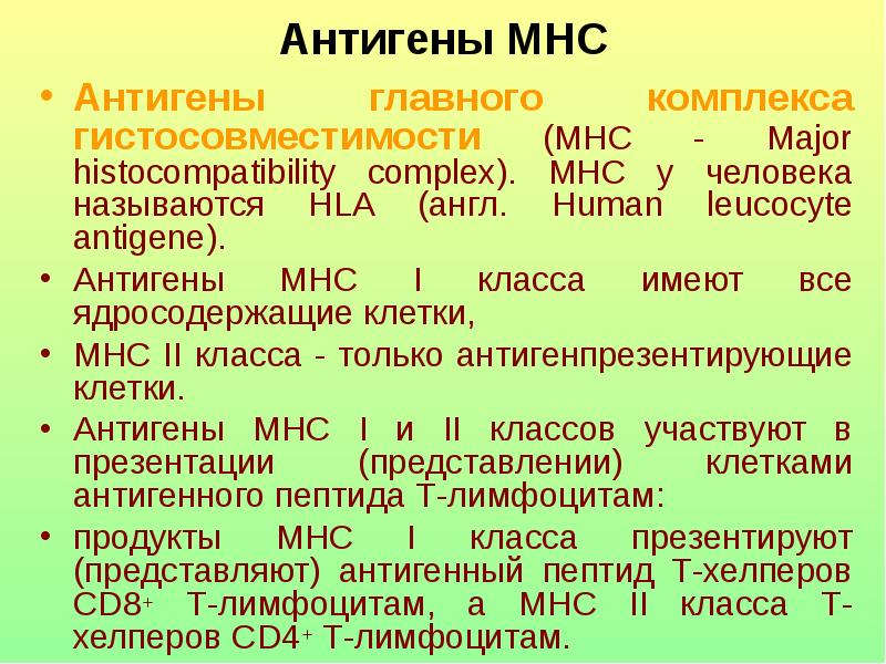 Главный комплекс гистосовместимости презентация