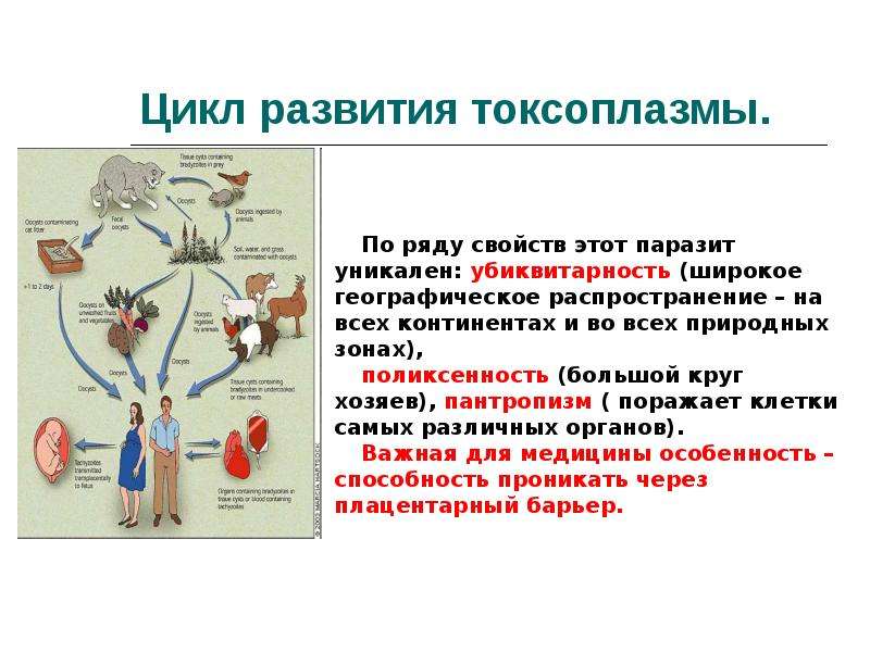 Систематика токсоплазмы. Токсоплазма жизненный цикл схема.