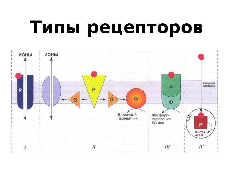 Типы рецепторов. 4 Типа рецепторов. 4 Типа рецепторов фармакология. Фармакодинамика рецепторы типы. Типы мембранных рецепторов фармакология.