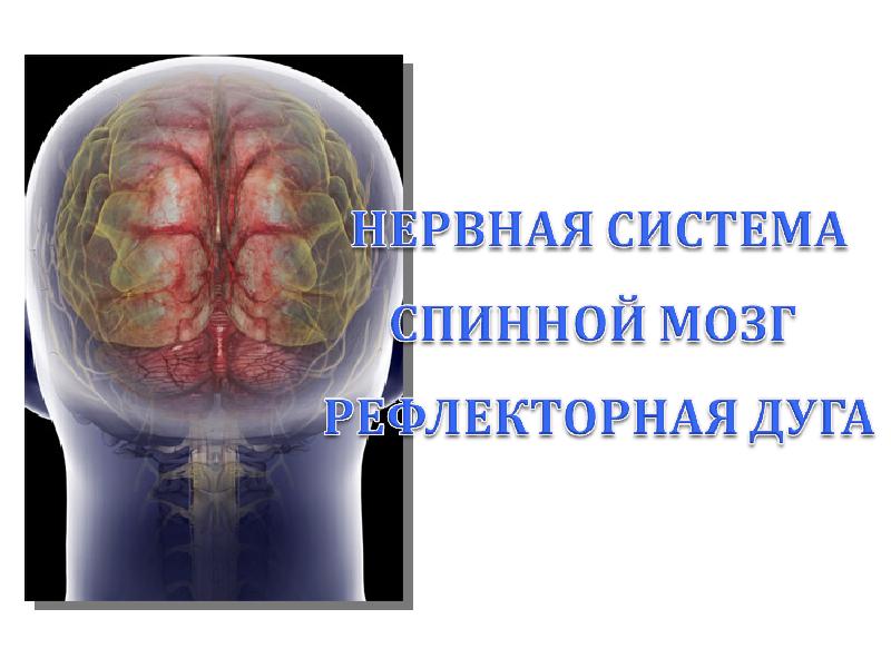 3 состояния мозга