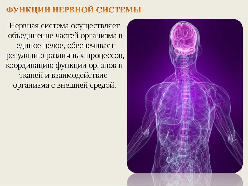 Функции нервов. Функционирование нервной системы. Функциональная нервная система. Функции нервной системы. Нервная система органы и функции.