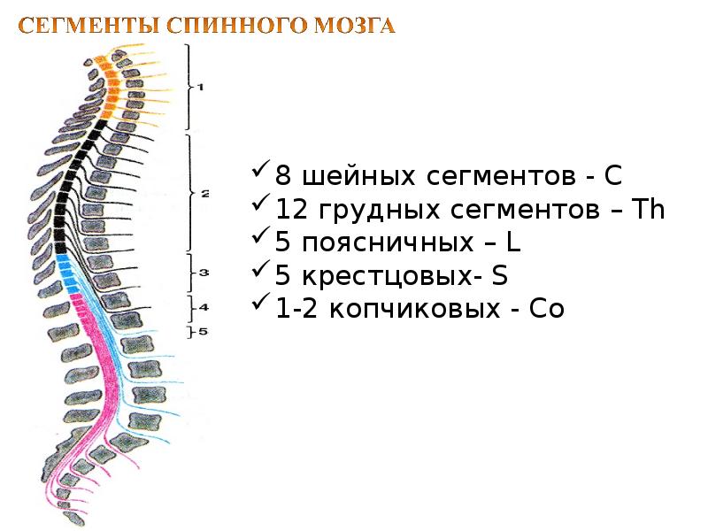 Тонкий пучок спинного мозга