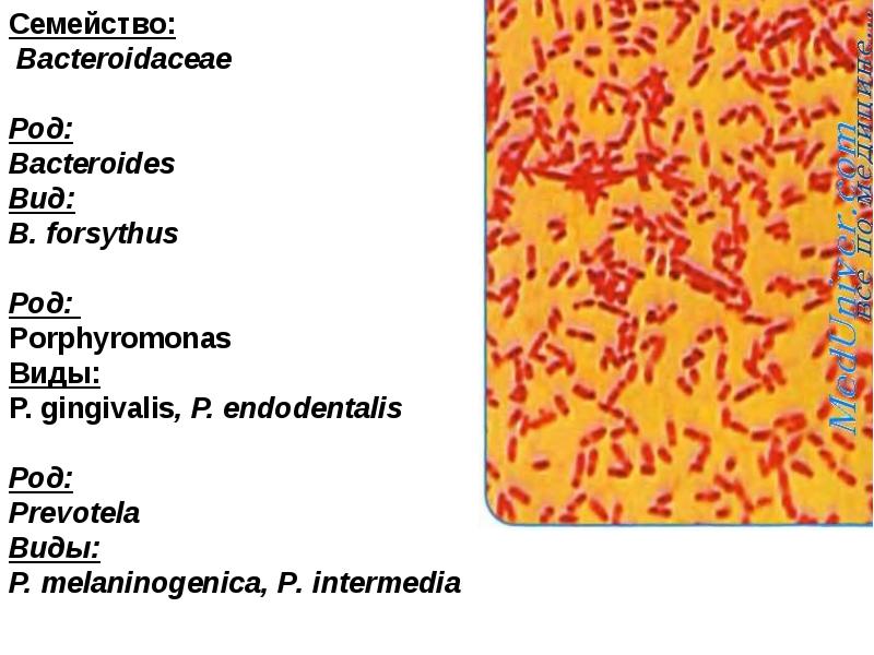 Porphyromonas gingivalis. Порфиромонады. Порфиромонас Гингивалис микробиология. Порфиромонасы по Граму. Порфиромонас Гингивалис окраска по Граму.