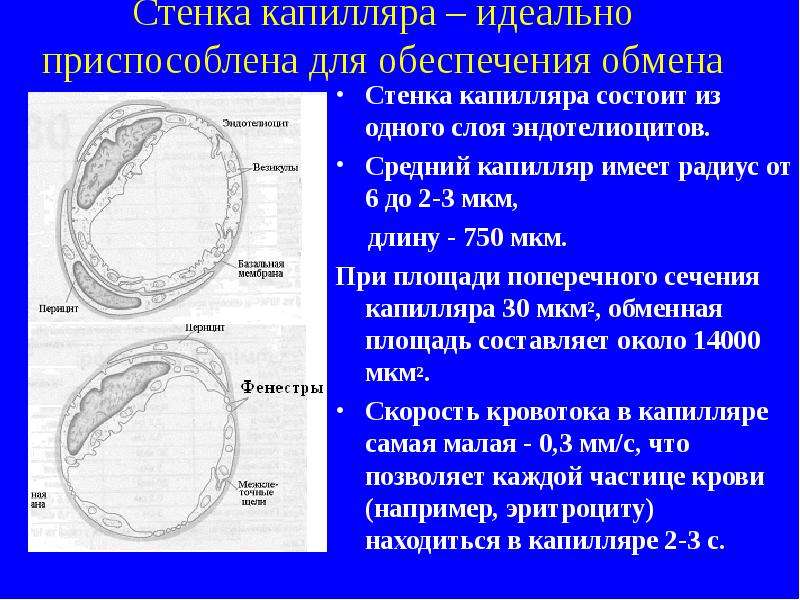 Капилляры имеют. Диаметр капилляров человека. Диаметр капилляра. Стенка капилляра. Толщина стенок капилляров.