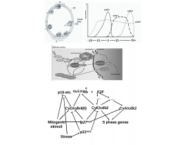Cell cycle