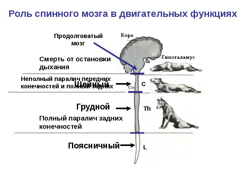 Физиология заднего мозга, слайд 5