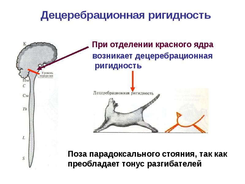 Физиология заднего мозга, слайд 44