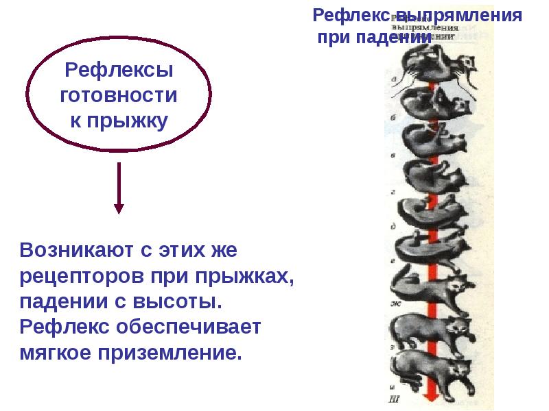 Физиология заднего мозга, слайд 59