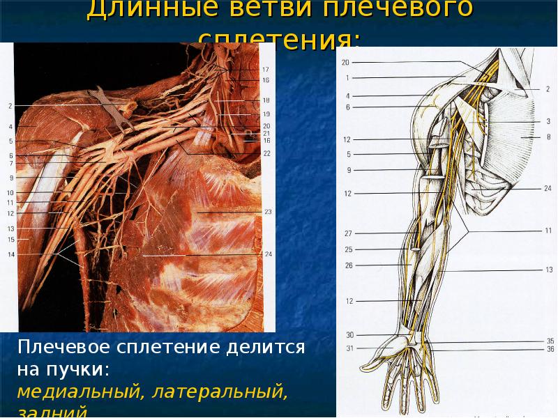 Пучки плечевого сплетения. Латеральный пучок плечевого сплетения. Медиальный пучок плечевого сплетения. Нервы медиального пучка плечевого сплетения. Длинные нервы плечевого сплетения.