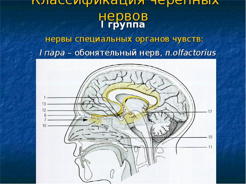 Анатомия обонятельный нерв схема