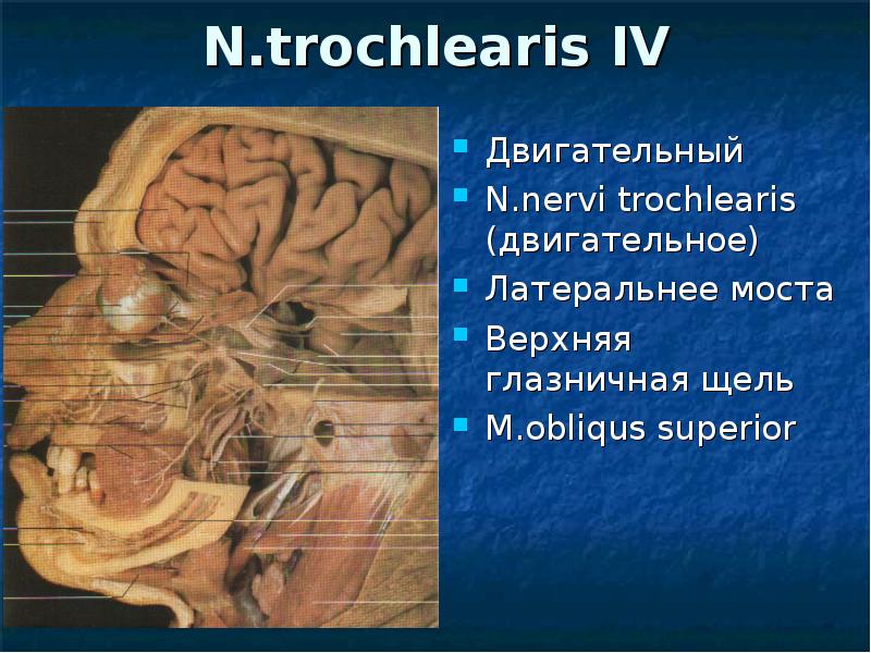N.trochlearis IV Двигательный N.nervi trochlearis (двигательное)