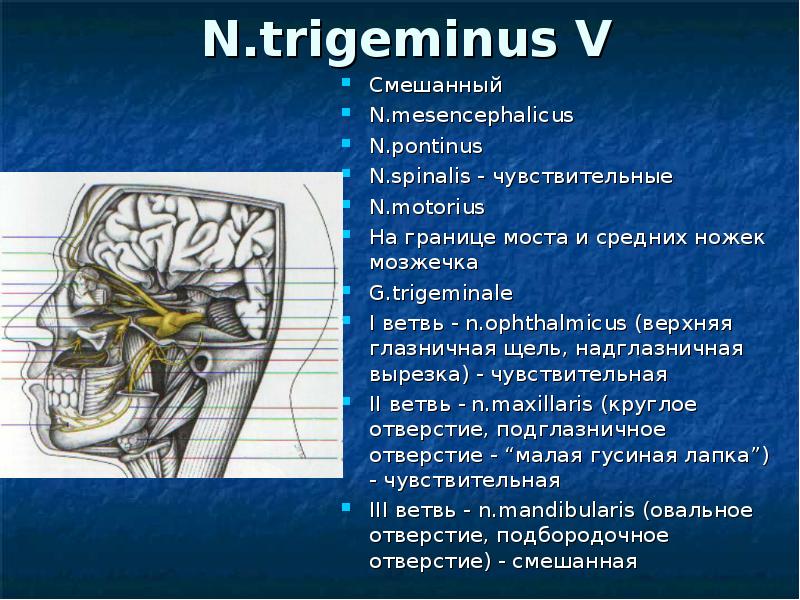 Ветви глазничного нерва