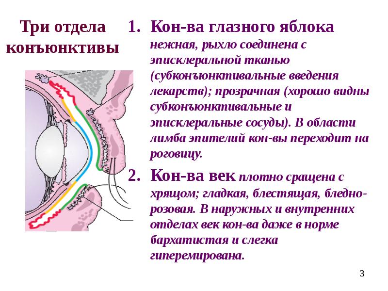 Конъюнктива. Конъюнктива строение и функции. Конъюнктива отделы функции. Строение глаза конъюнктива. Конъюнктива: строение, отделы, функции..