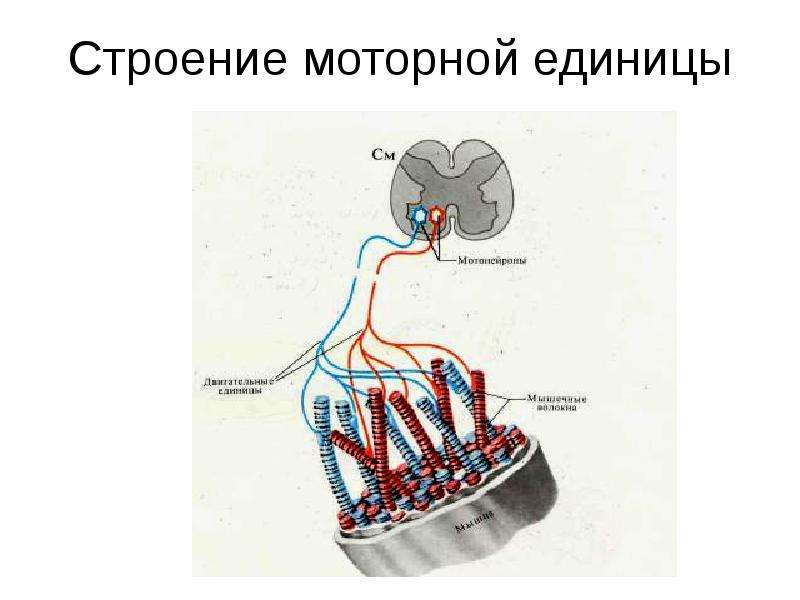 Двигательные структуры. Строение двигательной единицы. Строение моторной единицы. Моторная единица физиология. Двигательная единица это физиология.