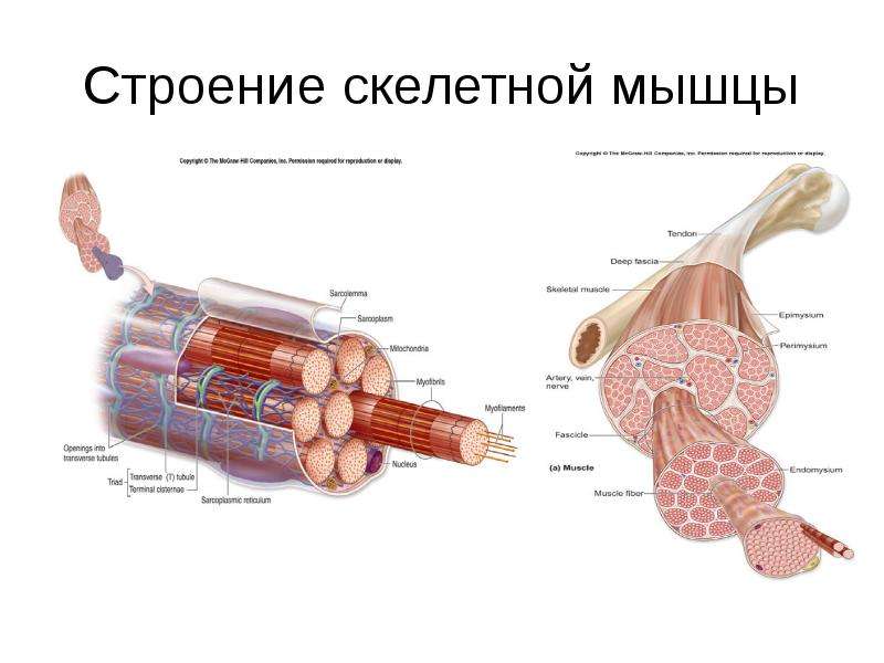 Скелетные мышцы. Строение скелетной мышцы анатомия. Внутреннее строение скелетной мышцы. Строение скелетной мышцы рисунок. Пучок мышечных волокон скелетной мышцы схема.