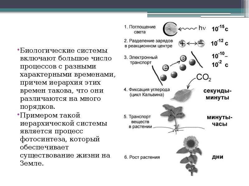 Иерархичность в биологии картинки