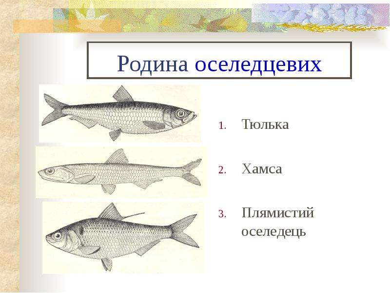 План рассказа тюлька 2 класс