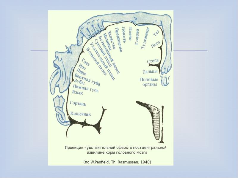 Схема пенфилда проекции мозг