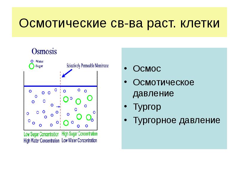 Давление клеток