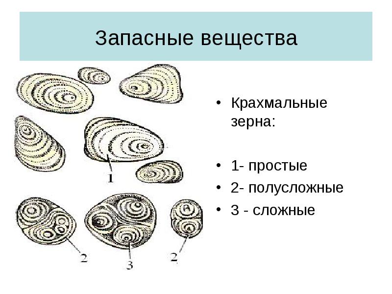 Крахмальные зерна картофеля под микроскопом рисунок с подписями