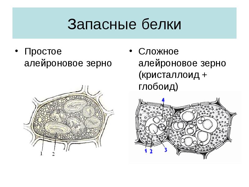 Примеры запасных включений. Белковые алейроновые зерна. Алейроновые зерна в клетках растений. Алейроновые зерна в семенах клещевины. Крахмальные и алейроновые зерна.