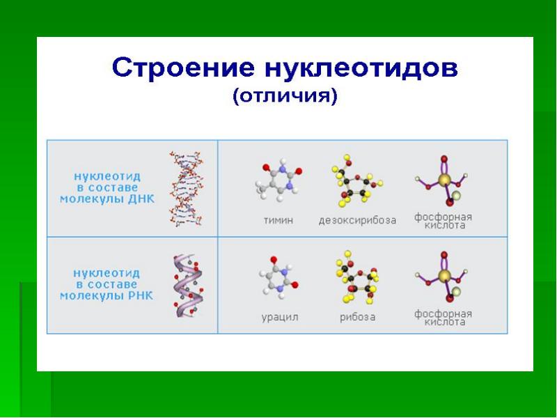 Назовите вещества входящие в состав нуклеотидов днк и обозначенные на рисунке цифрами 1 3