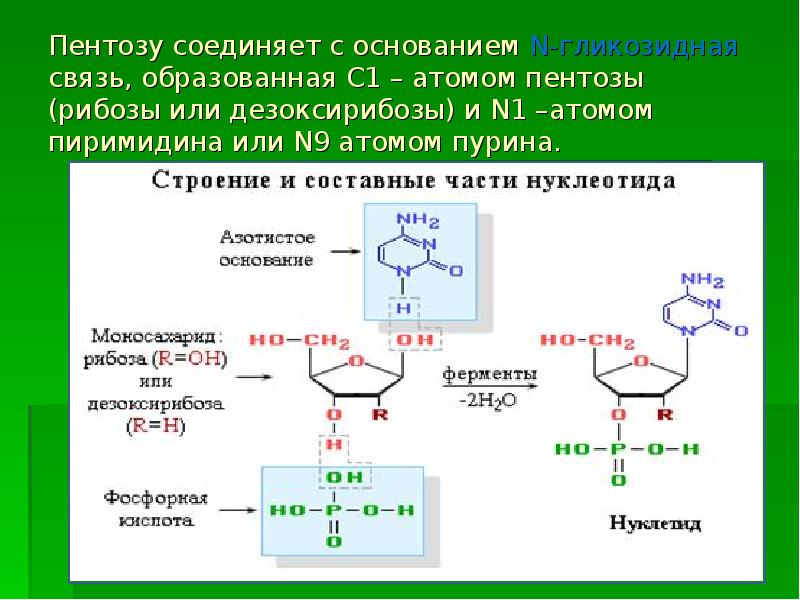 Рибоза в составе нуклеотида. Пентоза рибоза. Пентоза и тимол. Пентоза это. Роль пентоз.