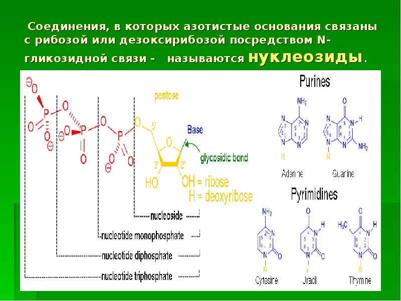 Замена нуклеотидов. Связь между дезоксирибозой и азотистым основанием. N гликозидная связь в нуклеотидах. Нуклеозиды с дезоксирибозой. Нуклеозид представляет собой соединение азотистого основания с.