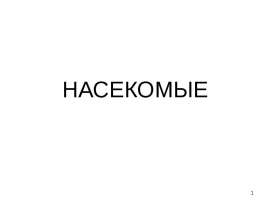 Насекомые