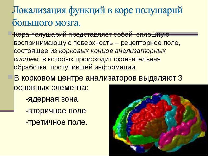 Локализация функций в коре большого мозга. Локализация функций в коре полушарий. Локализация функций в коре полушарий большого мозга. Анализаторные системы мозга. Кодирование информации в коре больших полушарий.