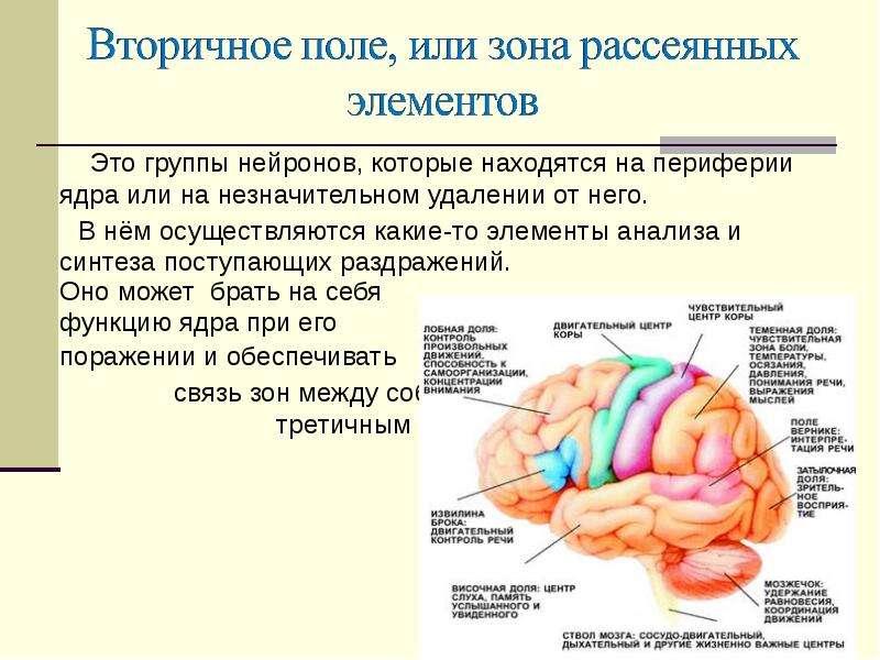 Центры сенсорной системы