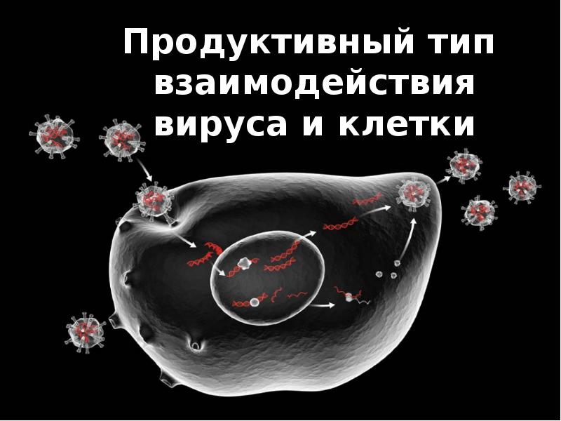 Продуктивное взаимодействие вируса. Продуктивный Тип взаимодействия вируса с клеткой. Продуктивная форма взаимодействия вируса с клеткой. Стадии продуктивного типа взаимодействия вируса с клеткой. Абортивный Тип взаимодействия вируса с клеткой.