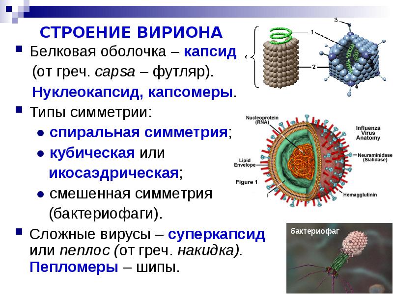 Вирусы состоят из нуклеиновой кислоты. Икосаэдральный нуклеокапсид это. Капсид и нуклеокапсид. Вирион нуклеокапсид. Строение вириона микробиология.