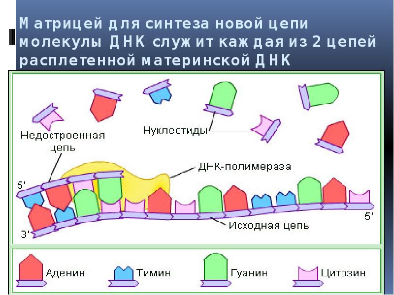 Исходная цепочка