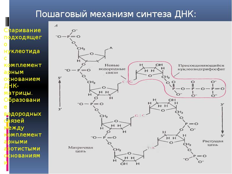 Синтез комплементарной днк