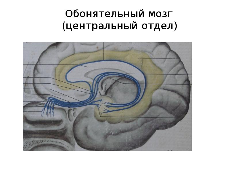 Центральный отдел обонятельного. Обонятельный мозг и лимбическая система. Обонятельный мозг Центральный и периферический отделы. Лимбическая система головного мозга обонятельный треугольник. Периферический отдел обонятельного мозга.