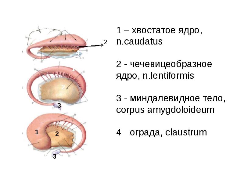 Базальные ядра картинка