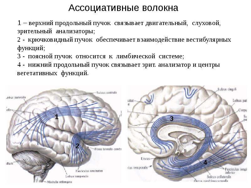 Лимбическая система презентация