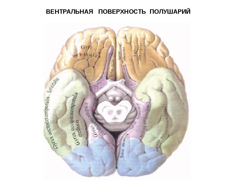 Нижняя поверхность. Атлас Синельникова нервная система. Нижняя поверхность головного мозга извилины. Борозды нижней поверхности мозга. Нижняя поверхность полушария головного мозга.