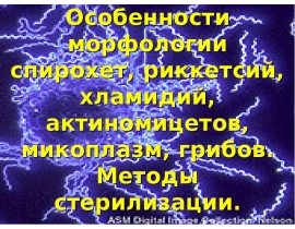 Особенности морфологии спирохет, риккетсий, хламидий, актиномицетов, микоплазм, грибов. Методы стерилизации.
