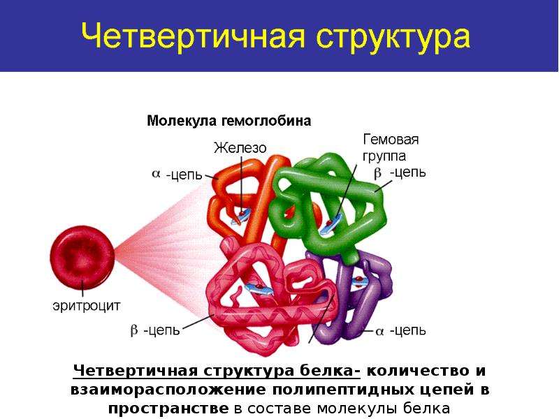 Выбери рисунок на котором представлена четвертичная структура белка