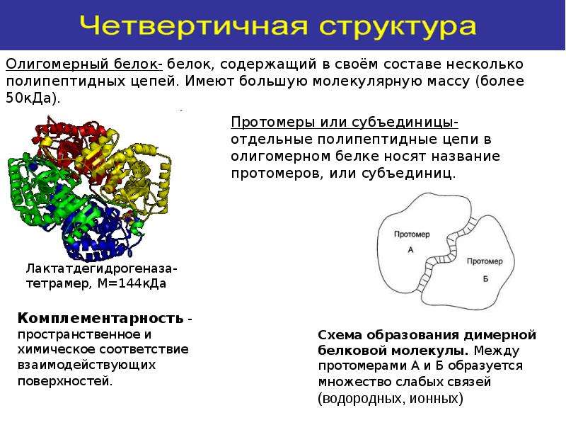 Структуры состоящие из белка. Четвертичная структура белка образована. Четвертичная структура белков биохимия. Четвертичная структура белковых молекул.