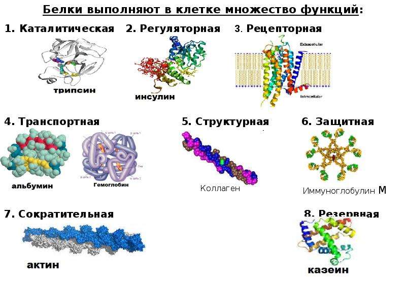 5 функций белков