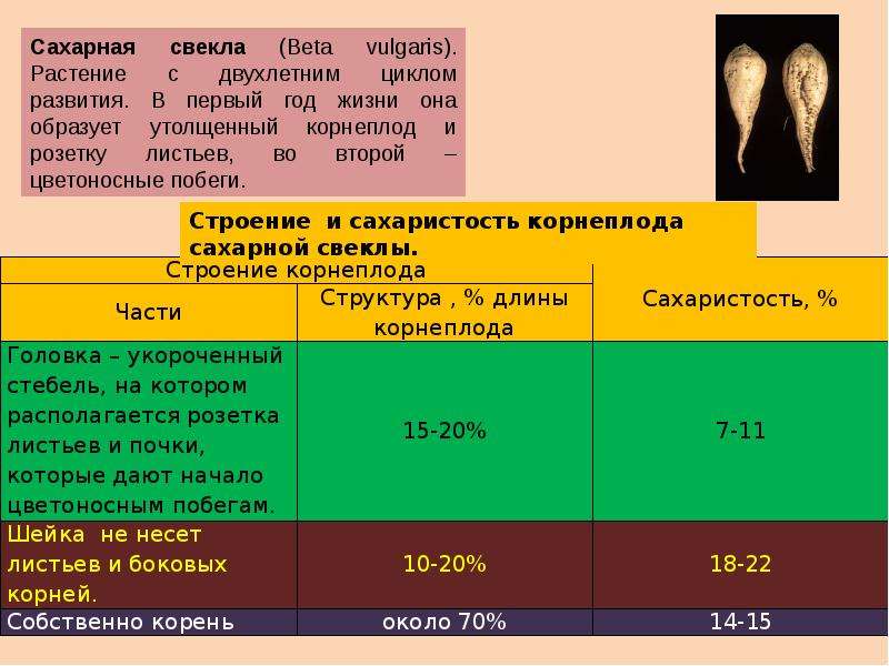 Химический состав свеклы. Химический состав корнеплодов. Технология возделывания сахарной свеклы. Требования к сахарной свекле. Химический состав сахарной свеклы.