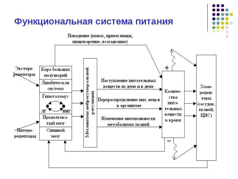 Схема фус физиология