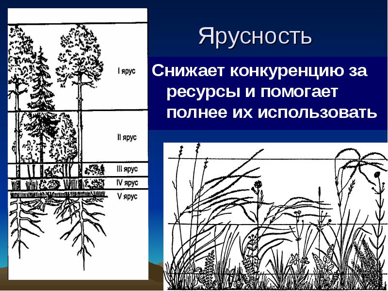 Ярусность надземная и подземная схема