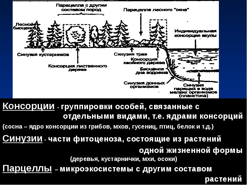 Схема консорции в лесной экосистеме